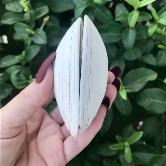 Full, Intact Clam Shell 🐚 - Picture 2 of 6